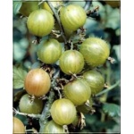 Ribes uva-crispa Biały Triumf - Agrest Biały Triumf FOTO 