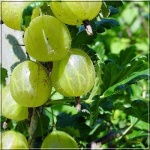 Ribes uva-crispa Captivator - Agrest Captivator - bezkolcowy PA balotowana 70-90cm