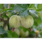Ribes uva-crispa Captivator - Agrest Captivator - bezkolcowy FOTO