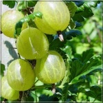 Ribes uva-crispa Captivator - Agrest Captivator - bezkolcowy FOTO
