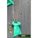 Ribes uva-crispa Captivator - Agrest Captivator - bezkolcowy f. krzaczasta balotowana 40-60cm