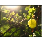 Ribes uva-crispa Citron - Agrest Citron FOTO