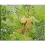 Ribes uva-crispa Citron - Agrest Citron FOTO