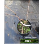 Ribes uva-crispa Czerwony Triumf - Agrest Czerwony Triumf FOTO 