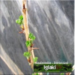 Ribes uva-crispa Niesłuchowski - Agrest Czerwony Niesłuchowski PA balotowana 70-90cm