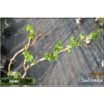 Ribes uva-crispa Czerwony Triumf - Agrest Czerwony Triumf FOTO 