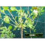 Ribes uva-crispa Czerwony Triumf - Agrest Czerwony Triumf PA C2 70-90cm