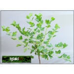 Ribes uva-crispa Czerwony Triumf - Agrest Czerwony Triumf PA C2 70-90cm