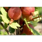 Ribes uva-crispa Czerwony Triumf - Agrest Czerwony Triumf f.krzaczasta C2 20-40cm