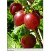 Ribes uva-crispa Hinnonmaki rot - Agrest Czerwony Hinnonmaki rot f. krzaczasta balotowana 20-40cm