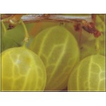 Ribes uva-crispa Hinnonmaki Gelb - Agrest Hinnonmaki Gelb FOTO 