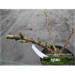 Ribes uva-crispa Hinnonmaki Gelb - Agrest Hinnonmaki Gelb FOTO 