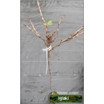 Ribes uva-crispa Hinnonmaki Gelb - Agrest Hinnonmaki Gelb f. krzaczasta C2 50-70cm
