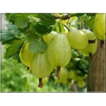 Ribes uva-crispa Invicta - Agrest Invikta PA C3 70-90cm