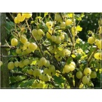Ribes uva-crispa Invicta - Agrest Invikta f.krzaczasta balotowana 20-40cm