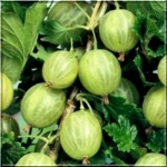 Ribes uva-crispa Invicta - Agrest Invikta FOTO