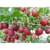 Ribes uva-crispa Kamieniar - Agrest Czerwony Kamieniar FOTO