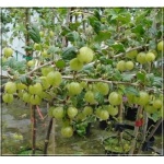 Ribes uva-crispa Mucurines - Agrest Mucurines FOTO 