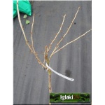 Ribes uva-crispa Mucurines - Agrest Mucurines PA balotowana 70-90cm 