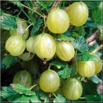 Ribes uva-crispa Mucurines - Agrest Mucurines f. krzaczasta balotowana 20-40cm 