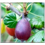 Ribes uva-crispa Rokula - Agrest Rokula FOTO 