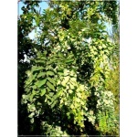 Robinia pseudoacacia Tortuosa - Robinia akacjowa Tortuosa - białe PA _100-180cm C_15 _150-250cm