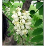 Robinia pseudoacacia Umbraculifera - Robinia akacjowa Umbraculifera FOTO