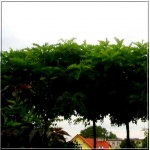 Robinia pseudoacacia Umbraculifera - Robinia akacjowa Umbraculifera FOTO