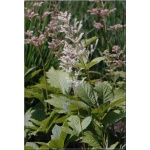 Rodgersia aesculifolia - Rodgersja kasztanowcolistna - białe, wys. 120, kw 6/8 FOTO