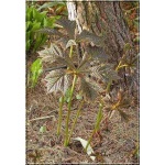 Rodgersia aesculifolia - Rodgersja kasztanowcolistna - białe, wys. 120, kw 6/8 FOTO