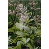 Rodgersia aesculifolia White - Rodgersja kasztanowcolistna White - białe, wys. 100, kw. 6/7 FOTO