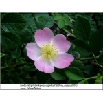 Rosa canina - Dzika róża - Róża psia - Szypszyna - biało-różowe FOTO 