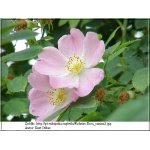 Rosa canina - Dzika róża - Róża psia - Szypszyna - biało-różowe FOTO 