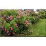 Rosa rugosa Rubra - Róża pomarszczona Rubra - czerwono-różowe FOTO