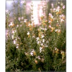 Rosmarinus officinalis - Rozmaryn lekarski - zioło - fioletowy, wys 40, kw 7/8 FOTO