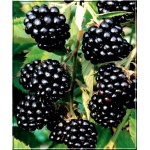 Rubus fruticosus Black Satin - Jeżyna bezkolcowa Black Satin FOTO 
