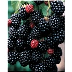 Rubus fruticosus Black Satin - Jeżyna bezkolcowa Black Satin C2 20-40cm 