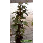 Rubus fruticosus Black Satin - Jeżyna bezkolcowa Black Satin C2 20-40cm 