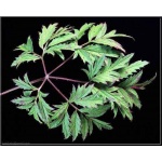 Rubus fruticosus Thornfree - Jeżyna bezkolcowa Thornfree C2 20-40cm 