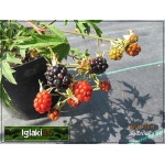 Rubus fruticosus Thornfree - Jeżyna bezkolcowa Thornfree C2 20-40cm 