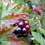Rubus fruticosus Thornless Evergreen - Jeżyna bezkolcowa Thornless Evergreen FOTO