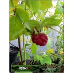 Rubus idaeus - Malina Mojej Babci - owocuje prawie jak Beski FOTO 