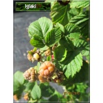 Rubus idaeus - Malina Mojej Babci - owocuje prawie jak Beski FOTO 