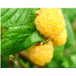 Rubus idaeus - Malina Mojej Babci - owocuje prawie jak Golden Quee FOTO 