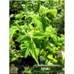 Rubus idaeus - Malina Mojej Babci - owocuje prawie jak Golden Quee FOTO 