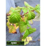 Rubus idaeus - Malina Mojej Babci - owocuje prawie jak Laszk FOTO 