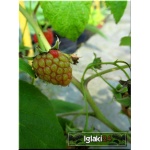 Rubus idaeus - Malina Mojej Babci - owocuje prawie jak Polan FOTO 
