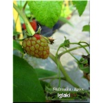 Rubus idaeus - Malina Mojej Babci - owocuje prawie jak Polan FOTO 