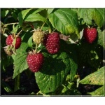 Rubus idaeus - Malina Mojej Babci - owocuje prawie jak Polk FOTO 
