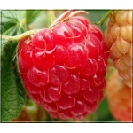 Rubus idaeus - Malina Mojej Babci - owocuje prawie jak Polk FOTO 
